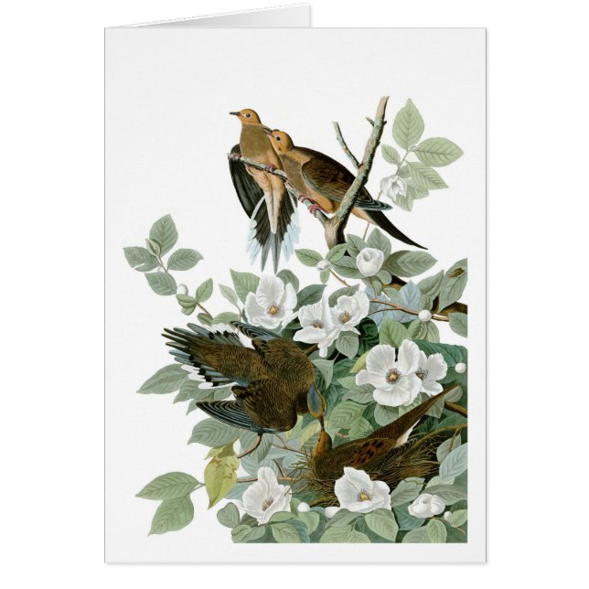 Trauerdove, John James Audubon (Vorne)