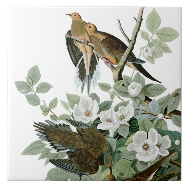 Trauerdove, John James Audubon Fliese (Vorderseite)