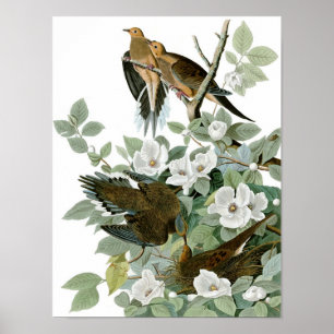 Trauerdove, John James Audubon Poster
