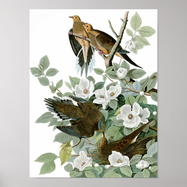 Trauerdove, John James Audubon Poster (Vorne)