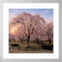 Trauerkirschblüte bei Sonnenuntergang – Kunstdruck