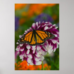 Trauermantel Nymphalis Vaualbum Poster