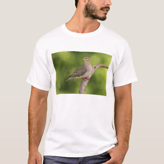 Trauernde Taube, Zenaida macroura T-Shirt (Vorderseite)