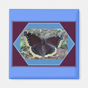 Trauernde Wolkenschmetterling-Magnet Magnet