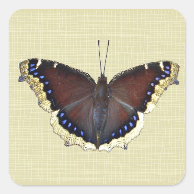 Trauernder Schmetterling in der Cloak - Nymphalis- Quadratischer Aufkleber (Vorderseite)