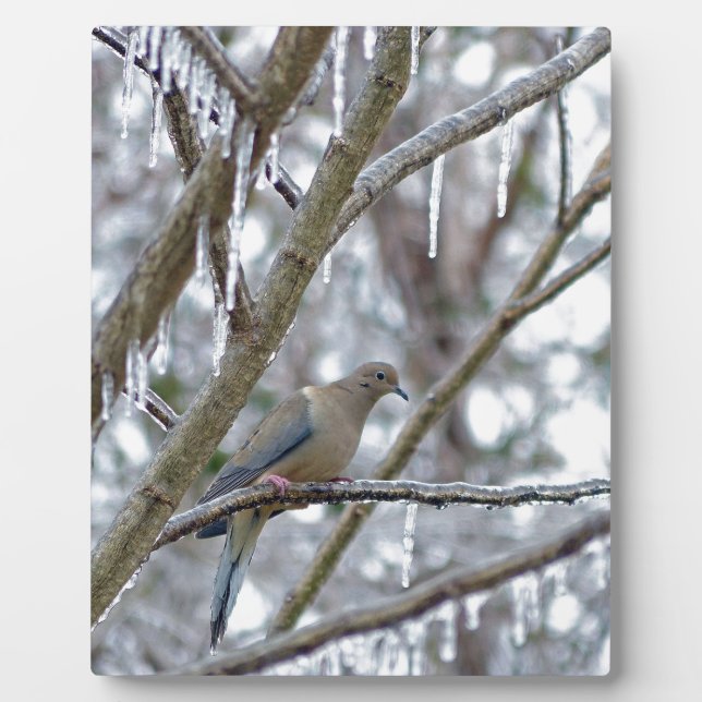 Trauertaube Fotoplatte (Vorderseite)