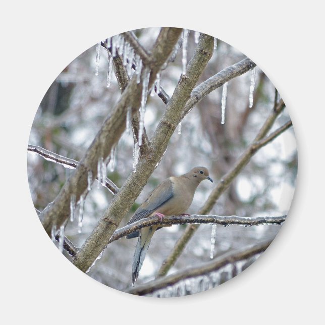 Trauertaube Magnet (Vorne)