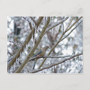 Trauertaube Postkarte