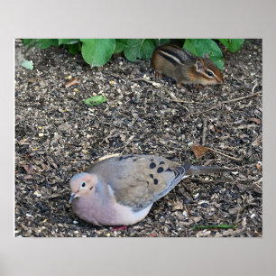 Trauertaube und Chipmunk-Poster Poster