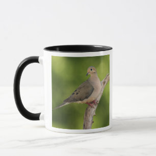 Trauertaube, Zenaida macroura Tasse