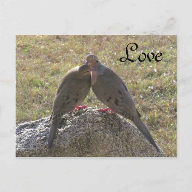 Trauertauben Vögel Liebe Postkarten (Vorderseite)