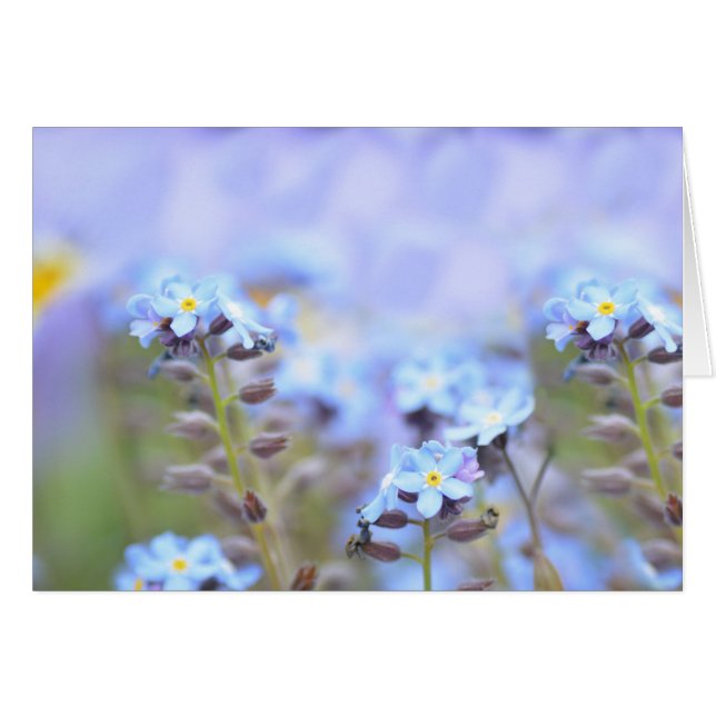 Traum in Blau (Vorderseite (Horizontal))