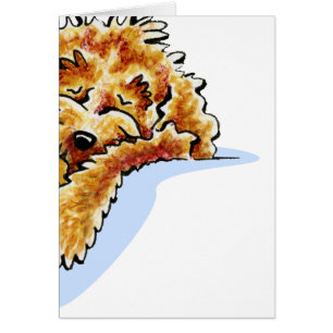 Traum TANs Cockapoo