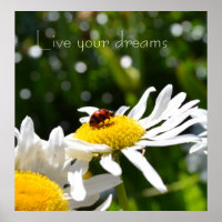 Träume Ladybug und Daisy Poster