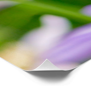 Träumende Blume - Lila Poster