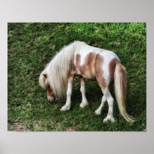 Träumendes hübsches Pony Fotokunst-Druck Poster