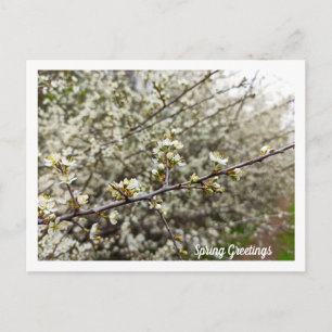 Träumerische Frühlingsblüten Naturfotografie Postkarte