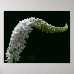 Träumerische lockige weiße Wildblume Poster