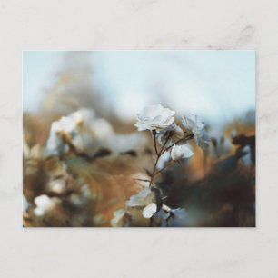 Träumerische weiße Gartenrosen mit sanftem Vintage Postkarte