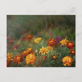Träumerisches Ringelblumen-Fine-Art-Foto Postkarte