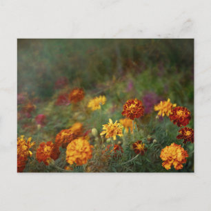 Träumerisches Ringelblumen-Fine-Art-Foto Postkarte