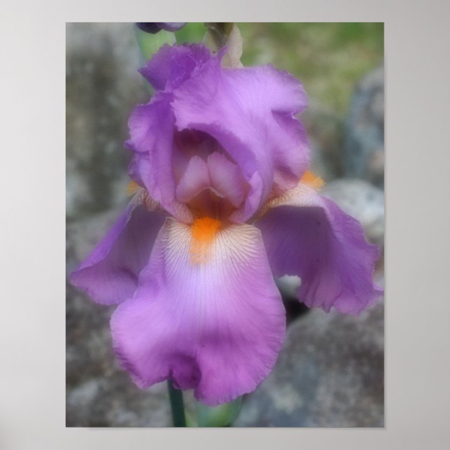 Traumhafte Lavendel-Bartirisblüte Poster (Vorne)