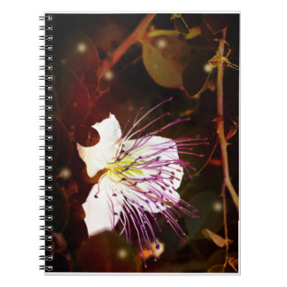 Traumhafte Vintage-Palästina-Kaperblüten-Notizbuch Notizblock