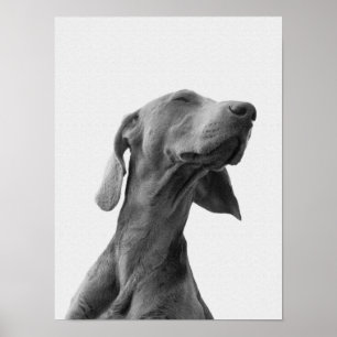 Traumhund Poster