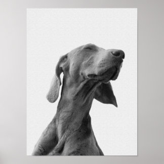 Traumhund Poster