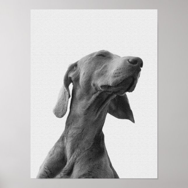 Traumhund Poster (Vorne)