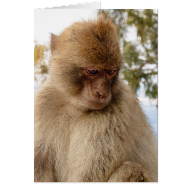 Trauriger Affe (Vorne)