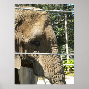 trauriger Elefant Poster