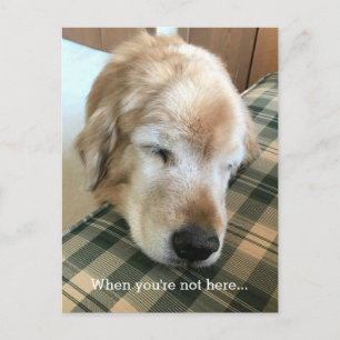 Trauriger Golden Retriever mit Kopf auf Stuhl verm Postkarte