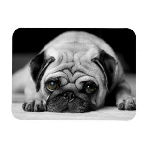 Trauriger Mops Magnet