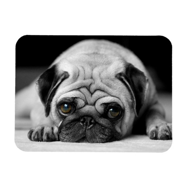 Trauriger Mops Magnet (Horizontal)