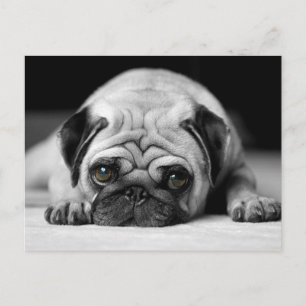 Trauriger Mops Postkarte