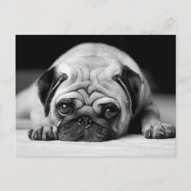 Trauriger Mops Postkarte (Vorderseite)