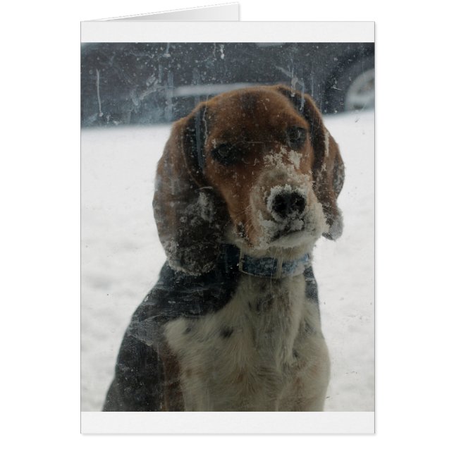 Trauriger schneebedeckter Beagle im Inneren (Vorne)