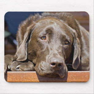 Trauriger Schokoladen-Labrador Mousepad