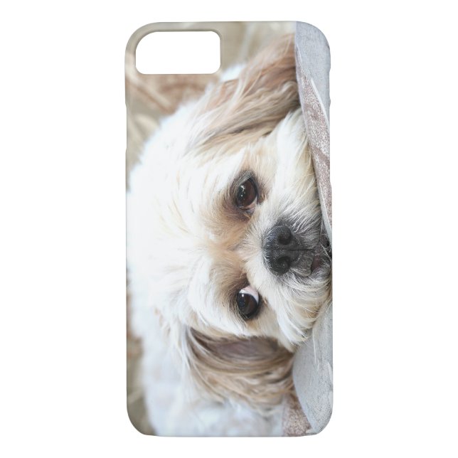 Trauriger Shih Tzu stellen gegenüber Case-Mate iPhone Hülle (Rückseite)