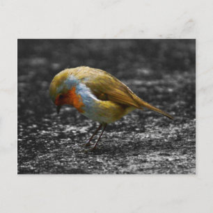 trauriges Rotkehlchen Postkarte