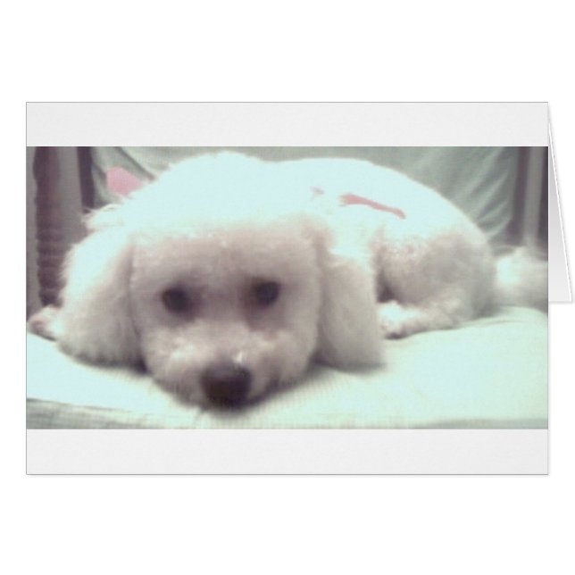 Trauriges Welpen (Vorderseite (Horizontal))