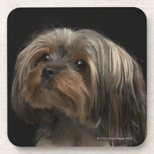 Trauriges yorking Gesicht, das zu dem links schaut Getränkeuntersetzer