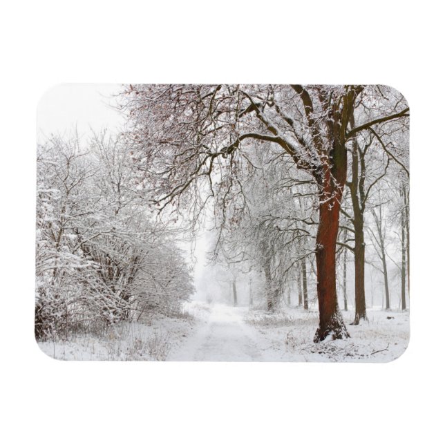 Tree Alley | Stupinigi Parc, Italien Magnet (Horizontal)