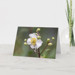Tree Anemone Karte