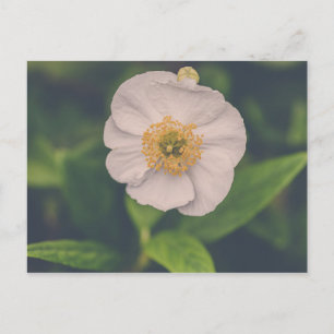 Tree Anemone Postkarte