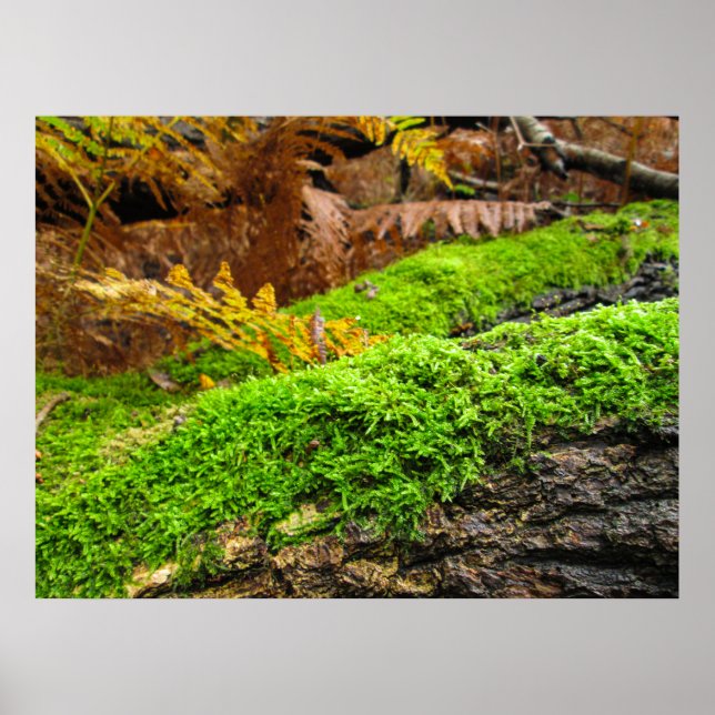 Tree Bark in Autumn Moss - Personalised Poster (Vorne)