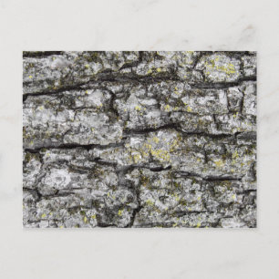 Tree Bark Postkarte