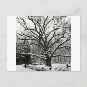 Tree Bedford Oak New York City Postkarte