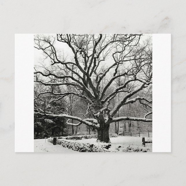 Tree Bedford Oak New York City Postkarte (Vorderseite)